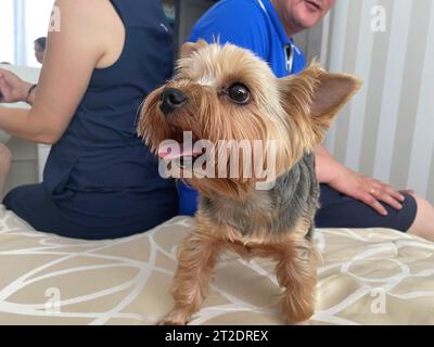 Piccolo bel cane morbido e gentile, Yorkshire Terrier domestico con un volto gioioso con grandi occhi neri e una lingua allungata. Foto Stock