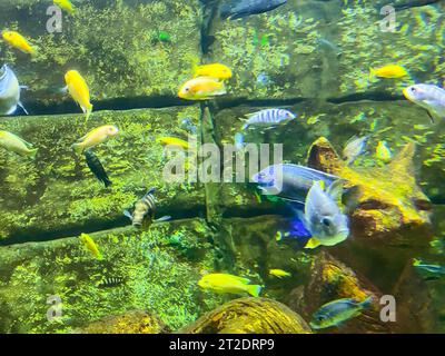 sea ​​bottom. coralli, pietre, driftwood nell'acqua. pesci piccoli, colorati e luminosi con pinne e code trasparenti nuotano sott'acqua contro una wa di mattoni Foto Stock