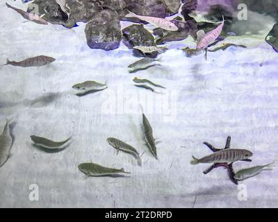 osservazione della vita dei pesci nell'acquario. piccoli pesci neri nuotano lungo il fondo con sabbia e pietre in un gregge. acquario. Foto Stock