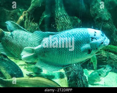 osservazione della vita dei pesci nell'acquario. un insolito pesce esotico con scaglie grigie e macchie nere nuota lungo il fondo marino tra pietre e sabbia Foto Stock