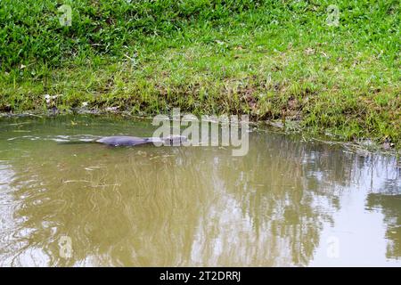 Un castoro marrone nuota in uno stagno con acqua sporca e erba verde sulla riva. Foto Stock