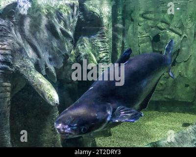 osservazione della vita dei pesci nell'acquario. insoliti, esotici, grassi, pesci neri nuotano sott'acqua. pesci grossi nell'acquario artificiale. Foto Stock