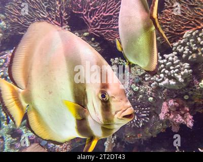 sea ​​bottom. esotici pesci colorati a strisce con un grande occhio che nuotano nell'acqua. incredibile mondo sottomarino. osservazione dei pesci nell'acquario. Foto Stock
