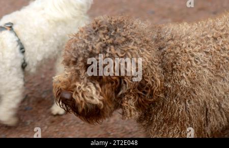 Dogg - Perro de agua español Foto Stock