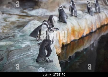 Pinguini su una costa rocciosa vicino all'acqua. Foto Stock