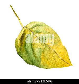 Illustrazione ad acquerello di colorate foglie autunnali. Foglie autunnali disegnate a mano. Foto Stock