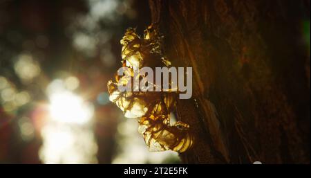 Trio di zecche di esoscheletro di cicada appena sfornate si aggrappano alla corteccia di un albero di frassino con il bellissimo sole autunnale che splende tra gli alberi. Foto Stock