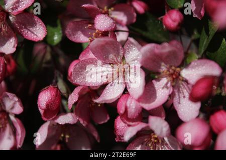 Rosa fiorente con un soffice bocciolo bianco-dorato in piena fioritura. Luminoso paesaggio floreale con rosa in fiore. GOCCE DI ROSA D'ACQUA Foto Stock