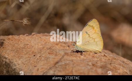 Farfalla grande color salmone, grande Salmon arabo, Colotis fausta Foto Stock