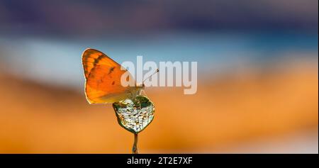 Farfalla grande color salmone, grande Salmon arabo, Colotis fausta Foto Stock