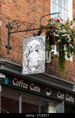 Cartellone pubblicitario Coffee Cats Cat Cafe, The Strait, Lincoln City, Lincolnshire, Inghilterra, REGNO UNITO Foto Stock