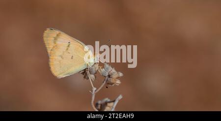 Farfalla grande color salmone, grande Salmon arabo, Colotis fausta Foto Stock