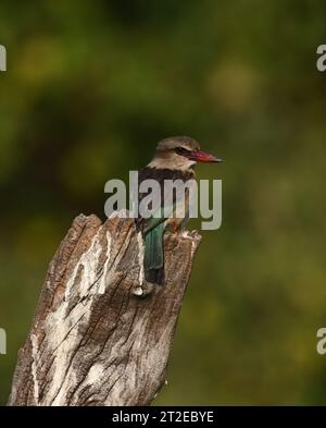 kingfisher con cappuccio marrone su un ceppo di legno presso il fiume chobe, Botswana Foto Stock