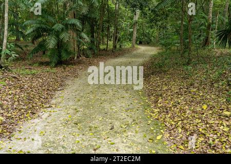 Calzada Blom o Blom Causeway, un sacbo nelle rovine Maya nel Parco Nazionale di Yaxha-Nakun-Naranjo, Guatemala. Noto anche come Water Causeway o CA Foto Stock