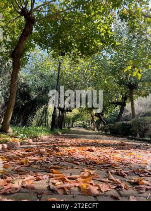 Una scena autunnale su un sentiero circondato da una vegetazione lussureggiante, caratterizzata da un tappeto di vivaci foglie arancioni Foto Stock