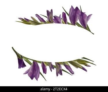 Pianta dei gladioli acquerelli. Cornice ovale floreale, striscione con fiori viola, gemme e foglie illustrazione dipinta a mano su sfondo bianco. Botanico Foto Stock