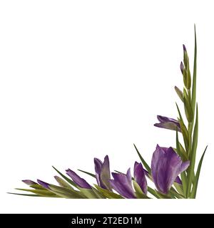 Pianta dei gladioli acquerelli. Cornice quadrata floreale con fiori viola, gemme e foglie dipinte a mano, illustrazione isolata su sfondo bianco. Botanico Foto Stock