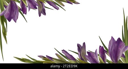 Pianta dei gladioli acquerelli. Cornice floreale, striscione con fiori viola, gemme e foglie dipinte a mano illustrazione isolata su sfondo bianco Foto Stock