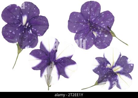 Set di fiori di Petunia essiccati isolati su sfondo bianco. Asciugare il ritaglio della pianta del bocciolo. Erbario. Drie petalo fiore isolato. Antico giardino botanico. Foto Stock