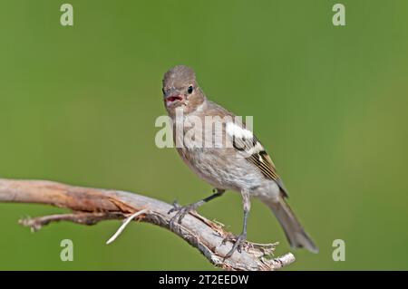 Affinch comune femmina (Fringilla coelebs) su un ramo. Foto Stock