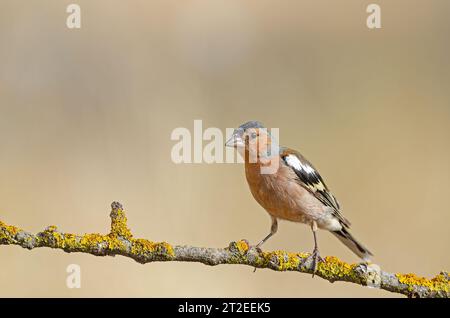 Affinch comune femmina (Fringilla coelebs) su un ramo. Foto Stock