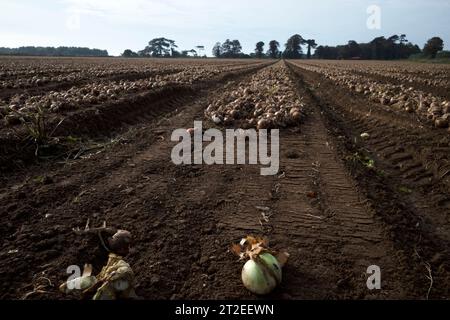 Onion harvest Bawdsey Suffolk REGNO UNITO Foto Stock