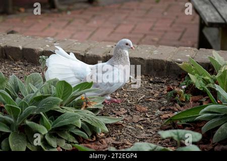 Colomba/piccione dalla coda a ventaglio della famiglia Columbidae, coda a ventaglio 30 - 40 piume mutazione di piccione di razza popolare coda a ventaglio di pizzo setoso uccello selvatico autunno Regno Unito Foto Stock