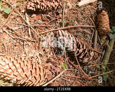 La terra, i coni di pino bruno naturale abete rosso e gli stampi di fusione e copiano il luogo nella foresta di conifere sullo sfondo di un albero incrinato. Foto Stock