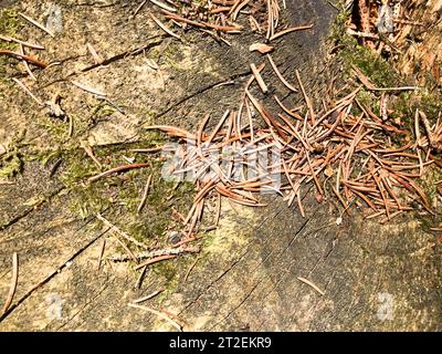 La terra, i coni di pino bruno naturale abete rosso e gli stampi di fusione e copiano il luogo nella foresta di conifere sullo sfondo di un albero incrinato. Foto Stock