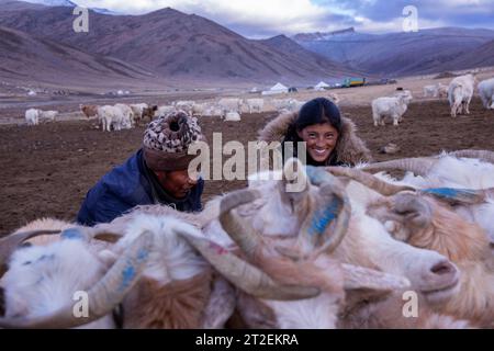 Le capre Changthangi o Changpa vengono munte dai nomadi Changpa, Ladakh, India Foto Stock