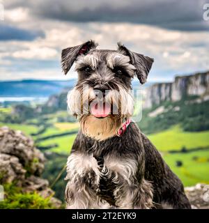 Ritratto di uno schnauzer in miniatura davanti a un paesaggio naturale Foto Stock