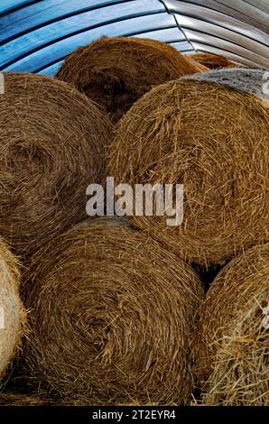 Forniture invernali per bovini da latte. Foto Stock