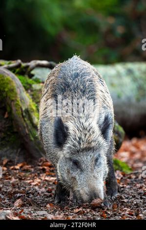 Cinghiali (Sus scrofa) che si nutrono nel fondo forestale della foresta bavarese, Germania. Foto Stock