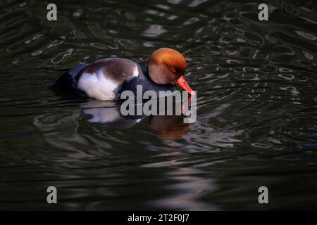 Pochard con cresta rossa (netta rufina) maschio sull'acqua, foresta bavarese, Germania. Foto Stock