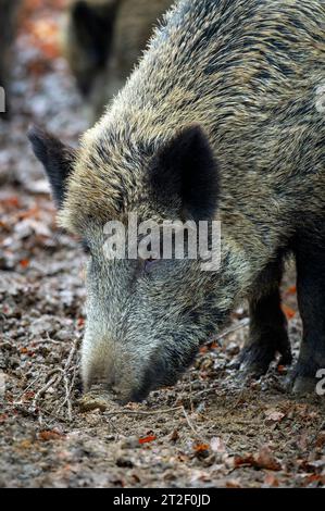 Primo piano del cinghiale (Sus scrofa), che si addentra nel bosco della foresta bavarese, Germania. Foto Stock