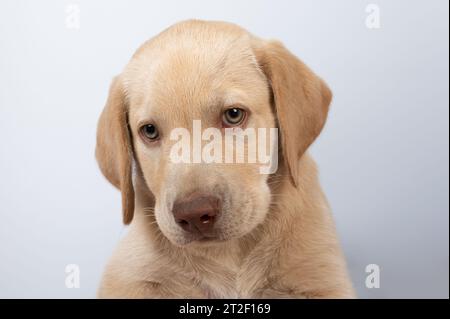 Ritratto carino del cucciolo di labrador isolato su sfondo bianco da studio vista ravvicinata Foto Stock