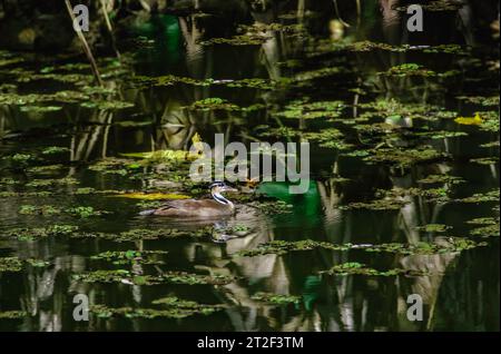 Rara Sungrebe, Heliornis fulica, che nuota in uno stagno con alghe a Trinidad e Tobago Foto Stock