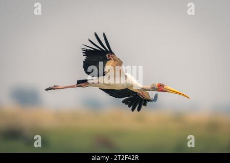 Cicogna a becco giallo con scivoli a lume di coda che spargono le ali Foto Stock