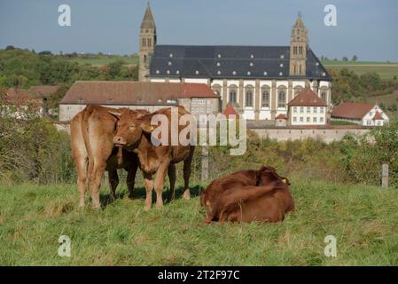 Bestiame Limpurg che pascolava in un prato di fronte al castello di Comburg, animali da fattoria, razza bovina, agricoltura, Schwaebisch Hall, Hohenlohe, Kochertal Foto Stock