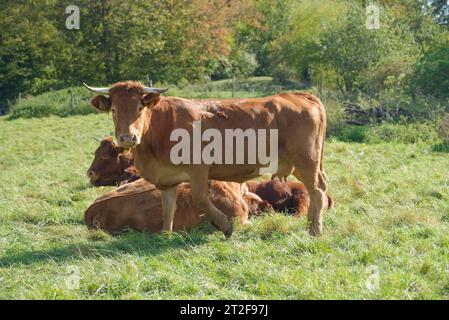 Bestiame Limpurg che pascolava in un prato di fronte al castello di Comburg, animali da fattoria, razza bovina, agricoltura, Schwaebisch Hall, Hohenlohe, Kochertal Foto Stock