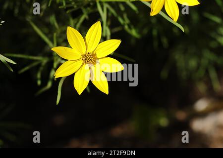 Stella del latte gialla (Ornithogalum dubium), fiore da giardino, fiore con sfondo scuro, Renania settentrionale-Vestfalia, Germania Foto Stock