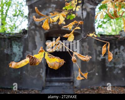 Fogliame di castagno, muro con cancello sul retro, Leoben, Stiria, Austria Foto Stock