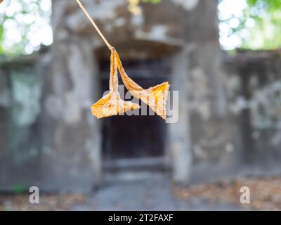 Fogliame di castagno, muro con cancello sul retro, Leoben, Stiria, Austria Foto Stock