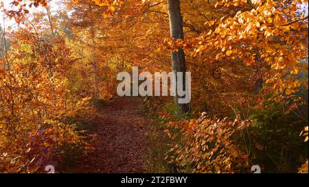 Piccolo sentiero attraverso la colorata foresta autunnale Foto Stock