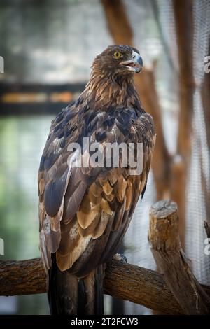 Una giornata allo Zoo Foto Stock