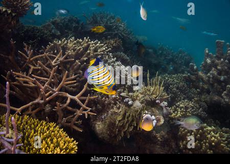 Una splendida scena subacquea della barriera corallina con un vivace pesce angelo regale adulto (Pygoplites diacanthus) con un corpo giallo brillante, pinna di coda e ba blu Foto Stock