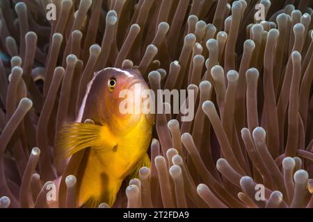 Un primo piano di un pesce anemonesco Nosestripe o un pesce clown Skunk (Amphiprion akallopisos) dal corpo arancione al corpo rosa e una striscia bianca, all'interno della sua casa anemone Foto Stock