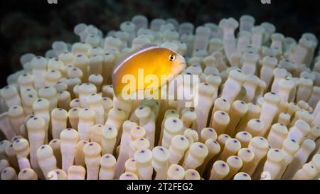 Un corpo arancione di anemonefish Nosestripe o Skunk clown fish (Amphiprion akallopisos) con una striscia bianca all'interno della sua casa di anemoni Foto Stock