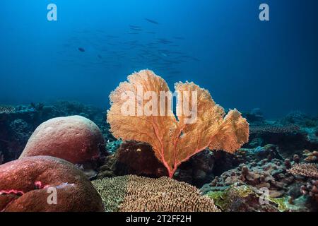 Una serena scena subacquea della profonda barriera corallina con un grande ventaglio di mare gorgoniano nel mezzo Foto Stock