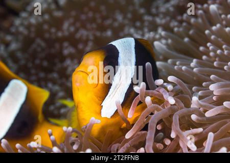 Primo piano di un anemonefish Twobar o Clownfish (Amphiprion allardi) corpo marrone con due barre bianche sul lato con petto arancione e pinne nel suo anemone Foto Stock